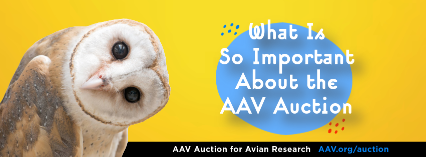 What Is So Important About the AAV Auction?